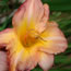 Hemerocallis Mokan Eighty